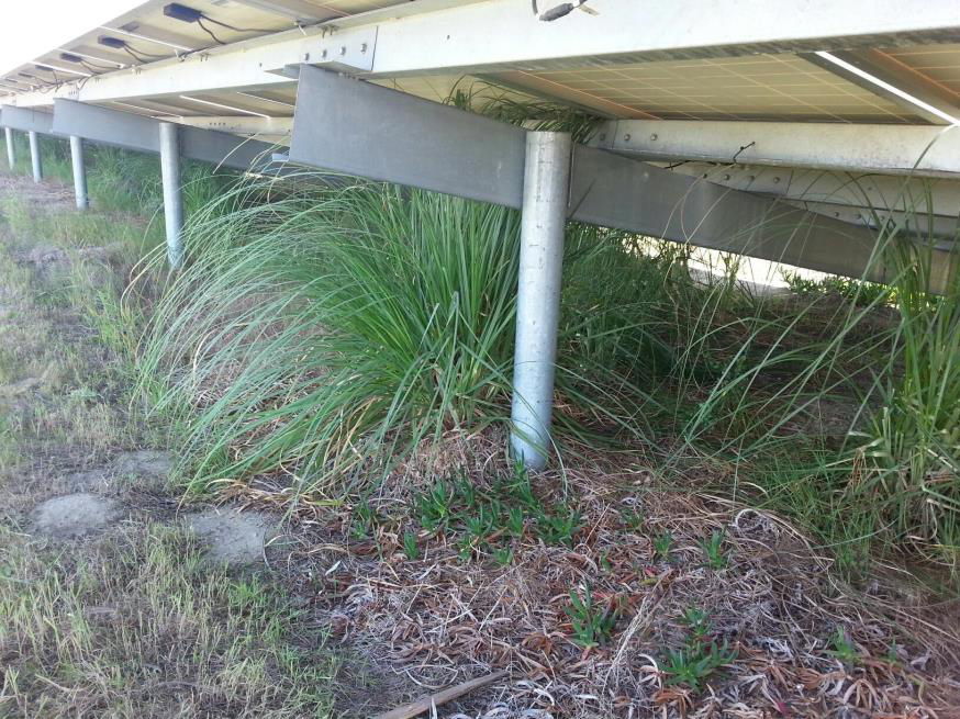 Weed Abatement and Solar Clearing