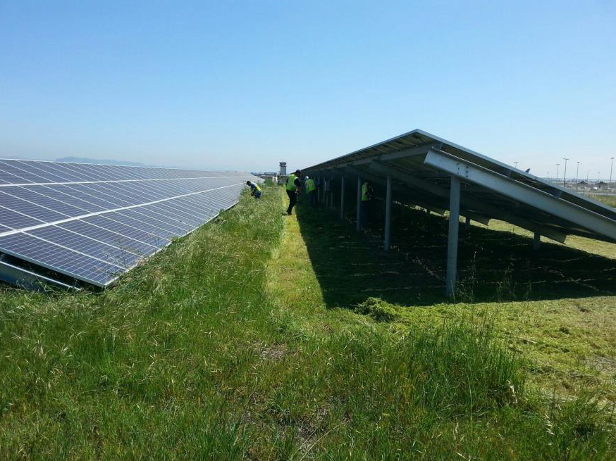 Weed Abatement and Solar Clearing