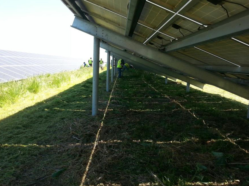 Weed Abatement and Solar Clearing